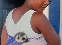 The ring-tailed lemur Tobi being carried in a sling. Photo by Nili Olay