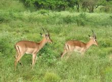 Impalas wandering through the tall green grass.