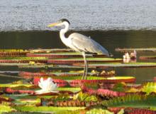 The cocoi heron is quite regal on lilies, Guyana’s national flower. Photo by Denzil Verardo