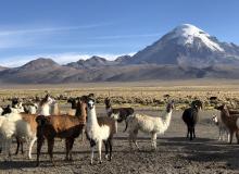 Llamas in Sajama National Park, Bolivia.