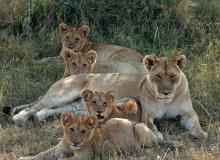 A family of lions quite far from our camp in the Maasai Mara.