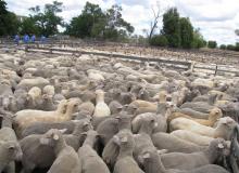 A sheep auction in Kojonup.