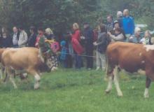 Decorated cows at the Almabtrieb in Russbach, Austria. Photo: Bitman