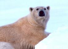 A polar bear