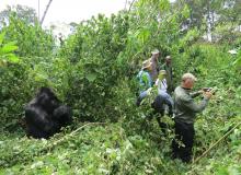 This photo shows just how close we got to the gorillas.