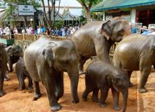 Elephants returning to the orphanage from their river bath.