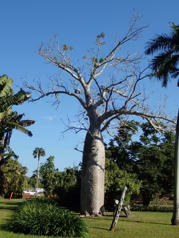AUS_5502_Boab.JPG