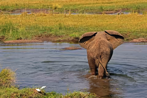 Africa_elephant751.jpg