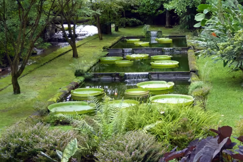 Azores_terra nostra458.jpg