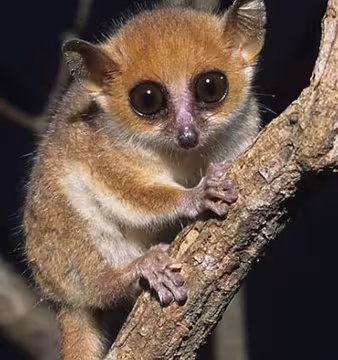 BP_MB_lemur_rgb.jpg