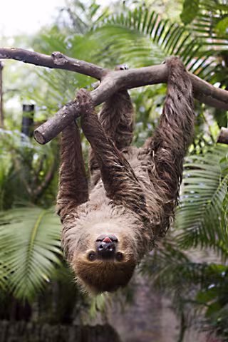 BP_Sloth rgb.jpg