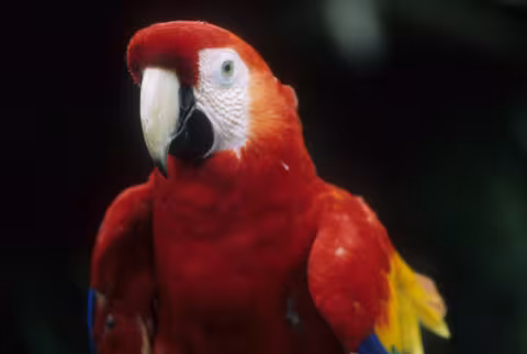 Benson_Macaw.jpg