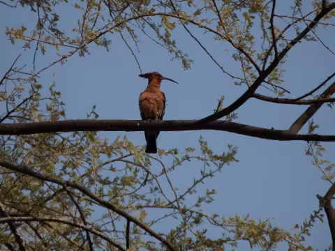 Beuret_African_Hoopoe.JPG