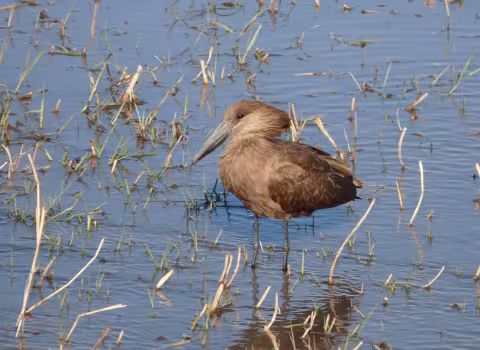 Beuret_Hamerkop.jpg