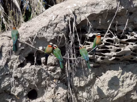 Beuret_White_Fronted_Bee-eater.JPG