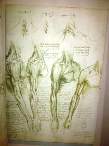 Block_Anatomical drawings 2.JPG