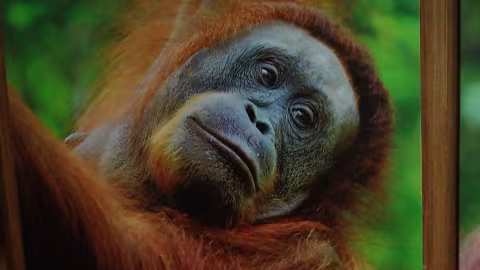 Borneo_32.jpg