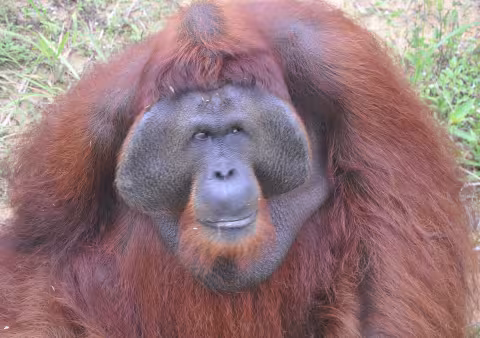Borneo_897 (272).jpg