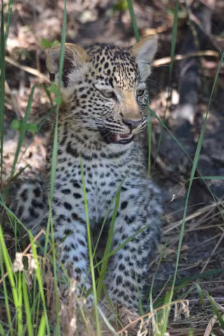 Botswana_Kwara_leopard_cub_741.JPG
