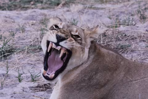Botswana_Lioness_in_Kwara_460.JPG