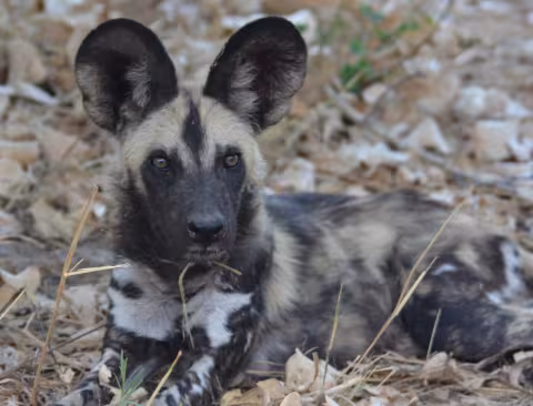 Botswana_Lobala_wild_dog_074.JPG