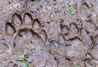 Brandt_jaguar_prints_rgb.jpg