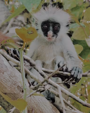 Bruck_4061 Blue Monkey In Jozani Forest reserve.jpg