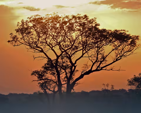 Bruck_9410 African Sunset.jpg