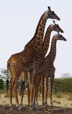 BushBabySafaris_Giraffes_rgb.jpg