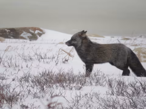 Canada_Fox.jpg