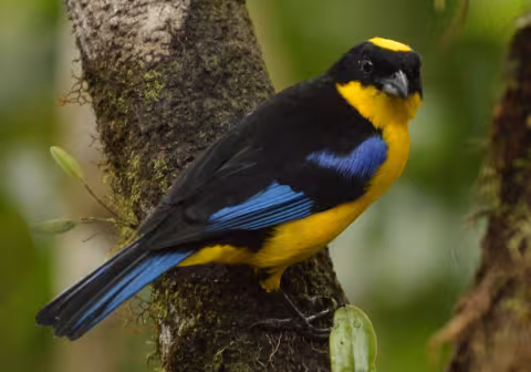 Crabill_BlueWingedTanager.jpg