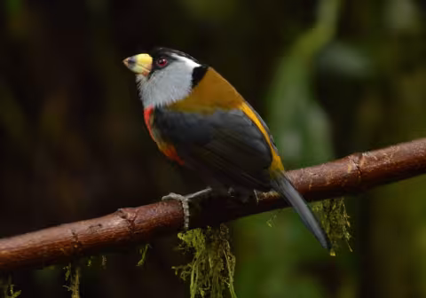 Crabill_ToucanBarbet.JPG