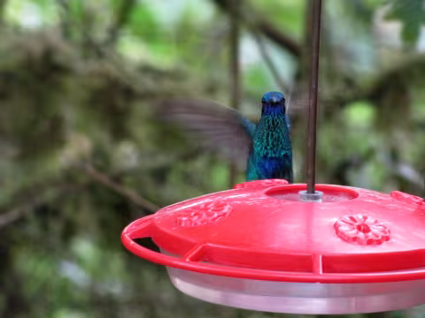 Cubbon_F8_A_Bellavista_hummingbird_-_Sparkling_Violetear_7863.jpg