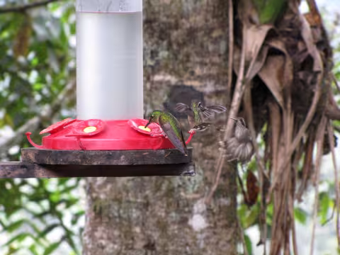 Cubbon_F8_Bellavista_hummingbirds_-_Fawn-breasted_Brilliant_&_Specked_Hummingbirds_7901.jpg