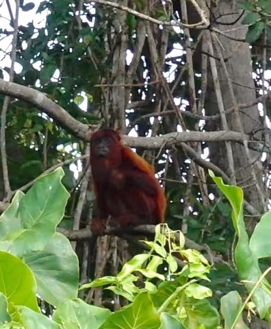 Dailey_monkey.jpg