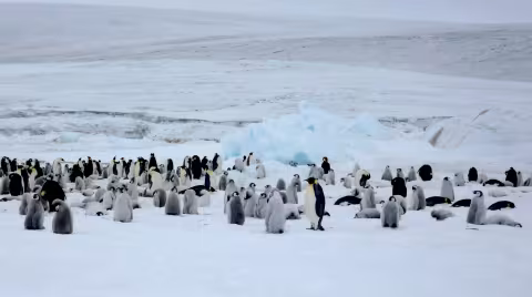 Dan_13._penguin_colony.jpg