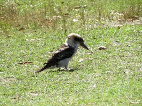 Figure_2_Laughing_Kookaburra_5080.jpg