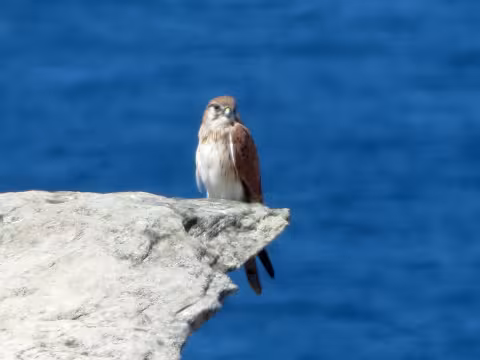 Figure_3_Kestrel,_Nankeen_5115.jpg