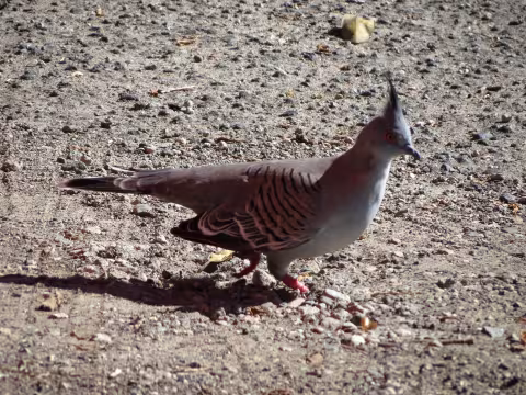 Figure_9_Crested_Pigeon_5216.jpg