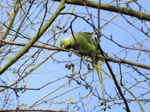 Harfst_45_parakeet.JPG