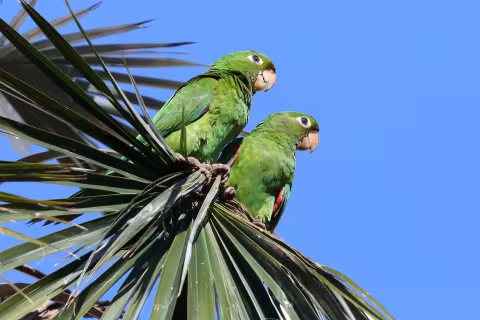 Herz_7SD Hispaniolan Parakeet.JPG