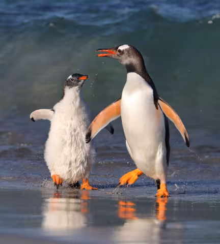 Herz_Gentoo_&_Chick_rgb.jpg