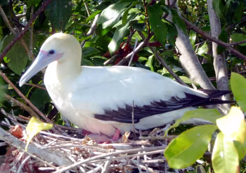HoBirds2_478.jpg