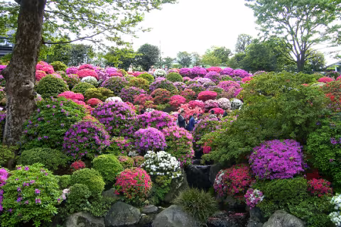 Holt_Nezu_Shrine_rgb.jpg