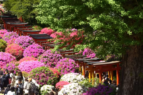 Holt_Nezu_Shrine_view_rgb.jpg