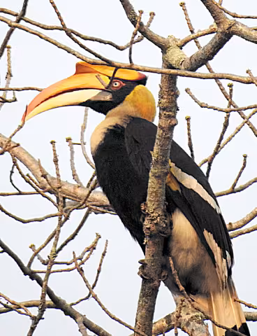 India_hornbill_rgb.jpg
