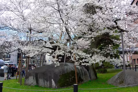 Ishiwarizakura_J_Holt.jpg