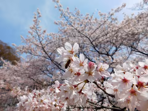 Japan_0325.jpg
