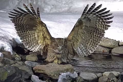 Japan_Owl.jpg