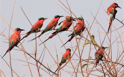 Koehler_8067_Bee-eater.JPG